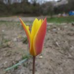 チューベルゲンスゼム