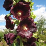 ホリーホック 二グラ6月