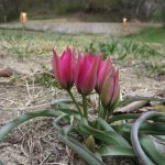 リトルビューティー