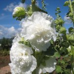 ホリーホック チャターズホワイト 6月