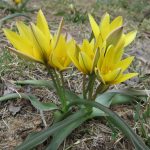 ティティーズスター