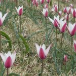 ペパーミントスティック