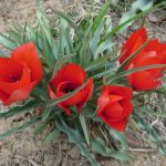 ウイルソニアーナ