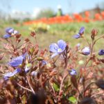 ベロニカ オックスフォードブルー