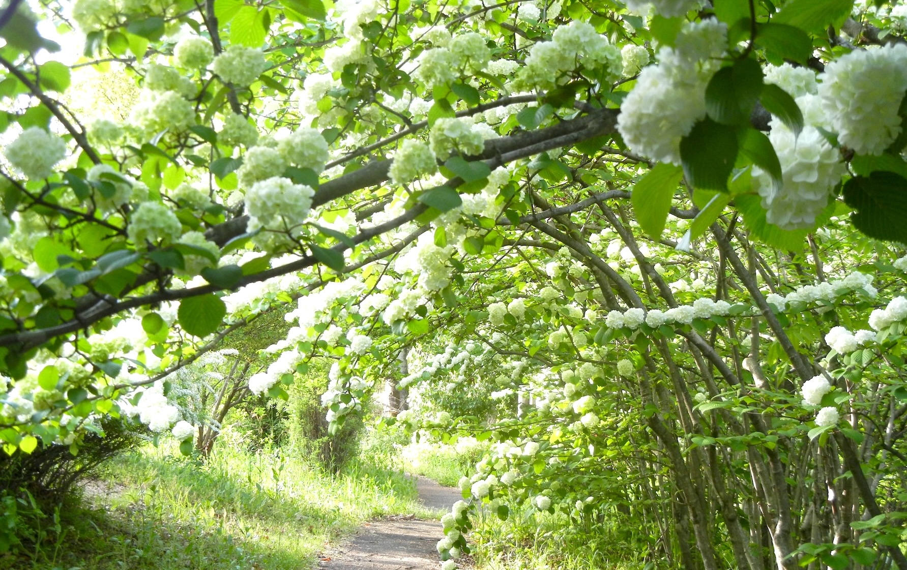 情報開示タイトル